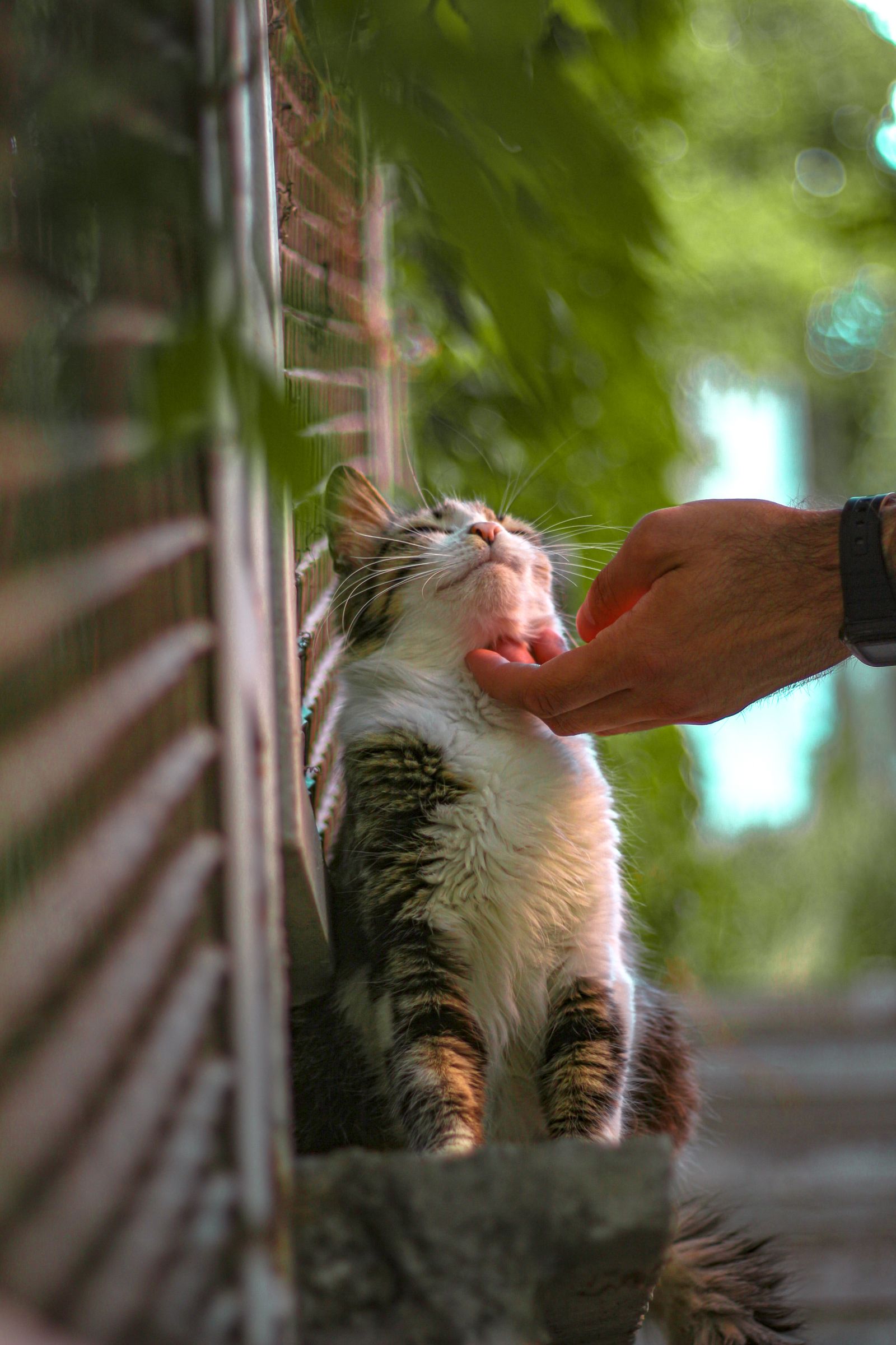A relaxed cat enjoys a gentle pat under the chin outdoors, capturing a serene bond with its owner.